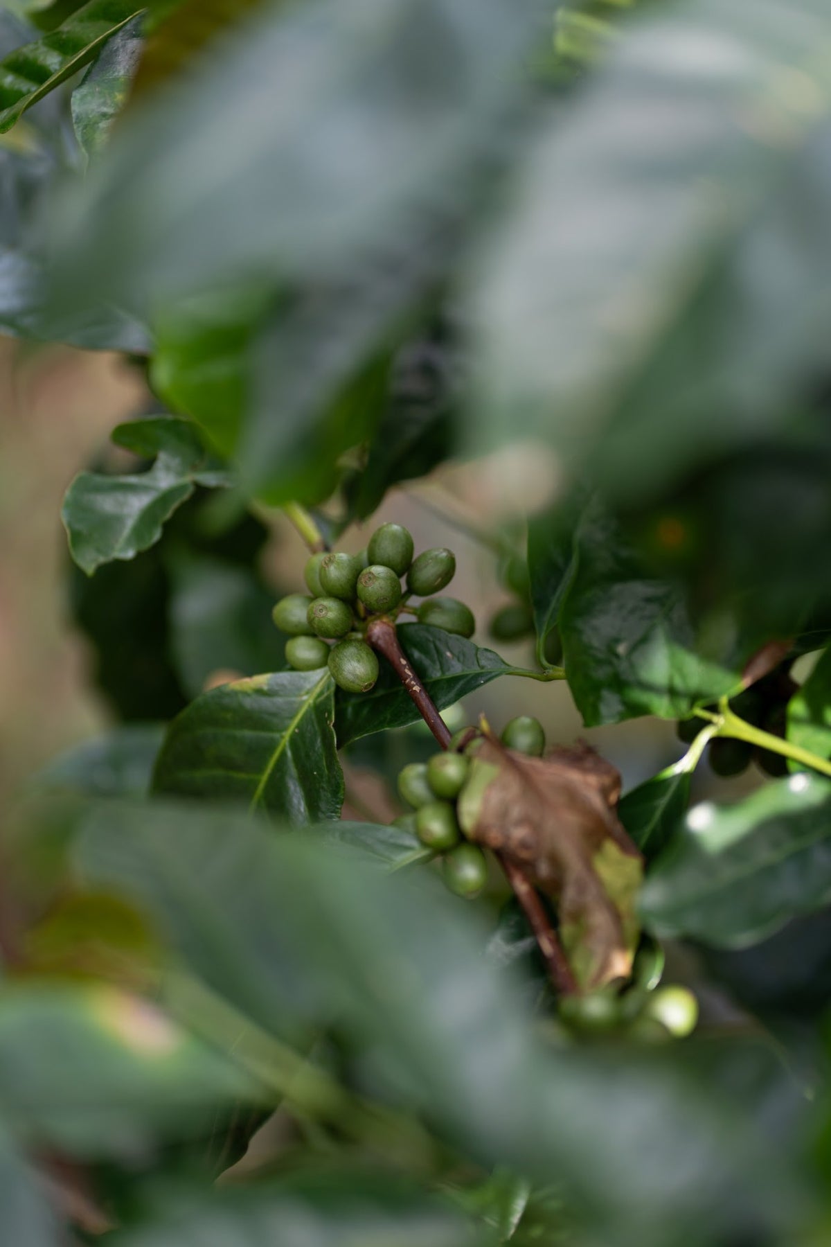 Coffee in Skincare: Benefits, Uses, and Common Mistakes to Avoid